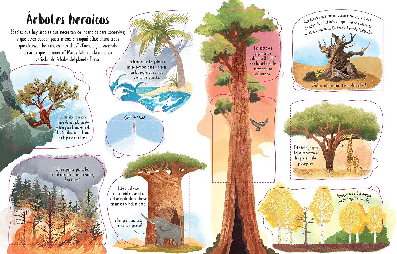 CONOCE POR DENTRO LOS ARBOLES