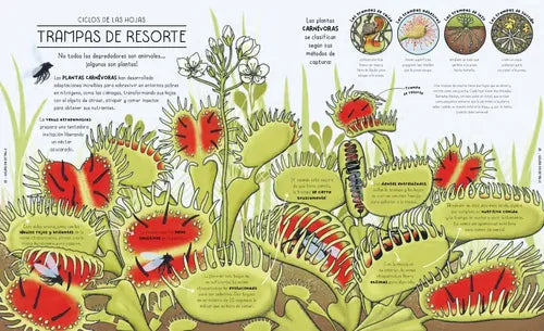 CICLOS DE LA NATURALEZA